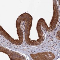 Anti-SPG21 antibody produced in rabbit 