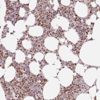 Anti-SPI1 antibody produced in rabbit