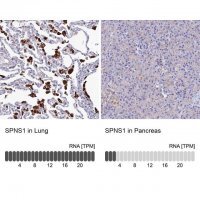 Anti-SPNS1 antibody produced in rabbit 