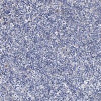 Anti-SPP1 antibody produced in rabbit 