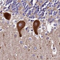 Anti-SPRYD3 antibody produced in rabbit 