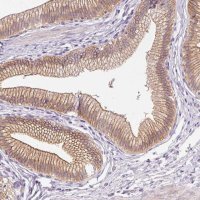 Anti-SRC antibody produced in rabbit