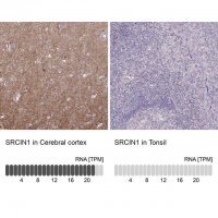Anti-SRCIN1 antibody produced in rabbit 