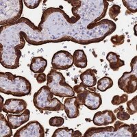 Anti-SREK1IP1 antibody produced in rabbit HPA045677-100UL