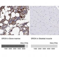 Anti-SRGN antibody produced in rabbit