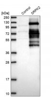 Anti-SRPK2 antibody produced in rabbit 