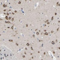 Anti-SRPK2 antibody produced in rabbit 