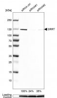 Anti-SRRT antibody produced in rabbit