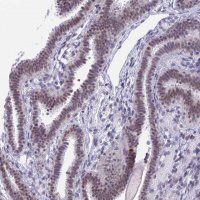 Anti-SRSF5 antibody produced in rabbit