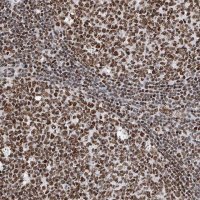 Anti-SRSF6 antibody produced in rabbit HPA029005-100UL