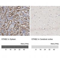 Anti-STAB2 antibody produced in rabbit