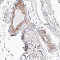 Anti-STAB2 antibody produced in rabbit