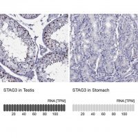 Anti-STAG3 antibody produced in rabbit