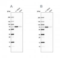 Anti-STAM2 antibody produced in rabbit 