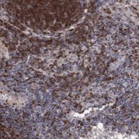 Anti-STAP1 antibody produced in rabbit 