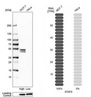 Anti-STAP2 antibody produced in rabbit HPA002375-100UL