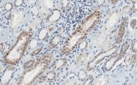 Anti-STAT1 (isoform alpha) Antibody, clone 1D4 ZooMAb® Rabbit Monoclonal