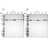 Anti-STAT1 antibody produced in rabbit