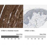 Anti-STBD1 antibody produced in rabbit