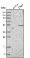 Anti-STK40 antibody produced in rabbit HPA008026-100UL