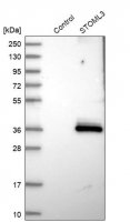 Anti-STOML3 antibody produced in rabbit