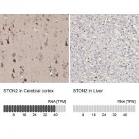 Anti-STON2 antibody produced in rabbit 