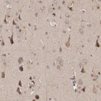 Anti-STON2 antibody produced in rabbit 