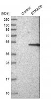 Anti-STRADB antibody produced in rabbit 