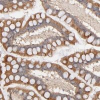 Anti-STRN3 antibody produced in rabbit HPA003392-100UL