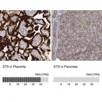 Anti-STS antibody produced in rabbit 