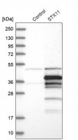 Anti-STX11 antibody produced in rabbit 