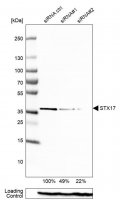 Anti-STX17 antibody produced in rabbit 