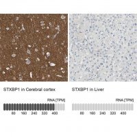 Anti-STXBP1 antibody produced in rabbit HPA008209-100UL