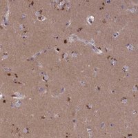 Anti-STYX antibody produced in rabbit
