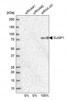 Anti-SUGP1 antibody produced in rabbit 