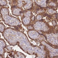 Anti-SULT2B1 antibody produced in rabbit 