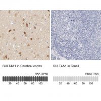 Anti-SULT4A1 antibody produced in rabbit