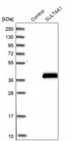 Anti-SULT4A1 antibody produced in rabbit