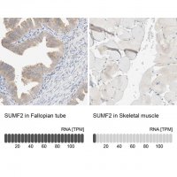 Anti-SUMF2 antibody produced in rabbit