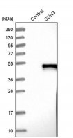 Anti-SUN3 antibody produced in rabbit 