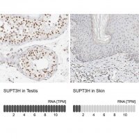 Anti-SUPT3H antibody produced in rabbit 