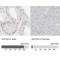 Anti-SUPT5H antibody produced in rabbit HPA029273-100UL