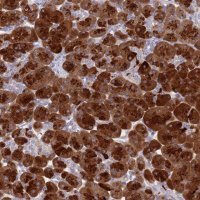 Anti-SYCN antibody produced in rabbit 