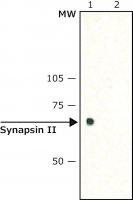 Anti-Synapsin II (C-terminal) antibody produced in rabbit 