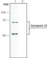 Anti-Synapsin II antibody produced in rabbit 