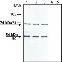 Anti-Synapsin II antibody produced in rabbit 