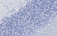 Anti-Synapsin-1 Antibody, clone 1G5 ZooMAb® Rabbit Monoclonal