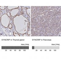 Anti-SYNCRIP antibody produced in rabbit 