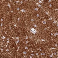 Anti-SYNGR3 antibody produced in rabbit 