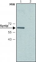 Anti-Synip (N-terminal) antibody produced in rabbit 